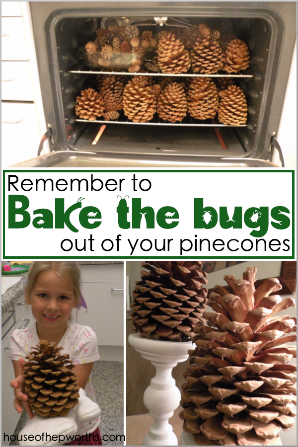 If you want to use pine cones for home decor, make sure you bake them or your house will become infested with bugs. Full tutorial at www.houseofhepworths.com